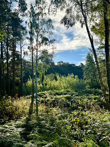 Scottish Highlands Landscape